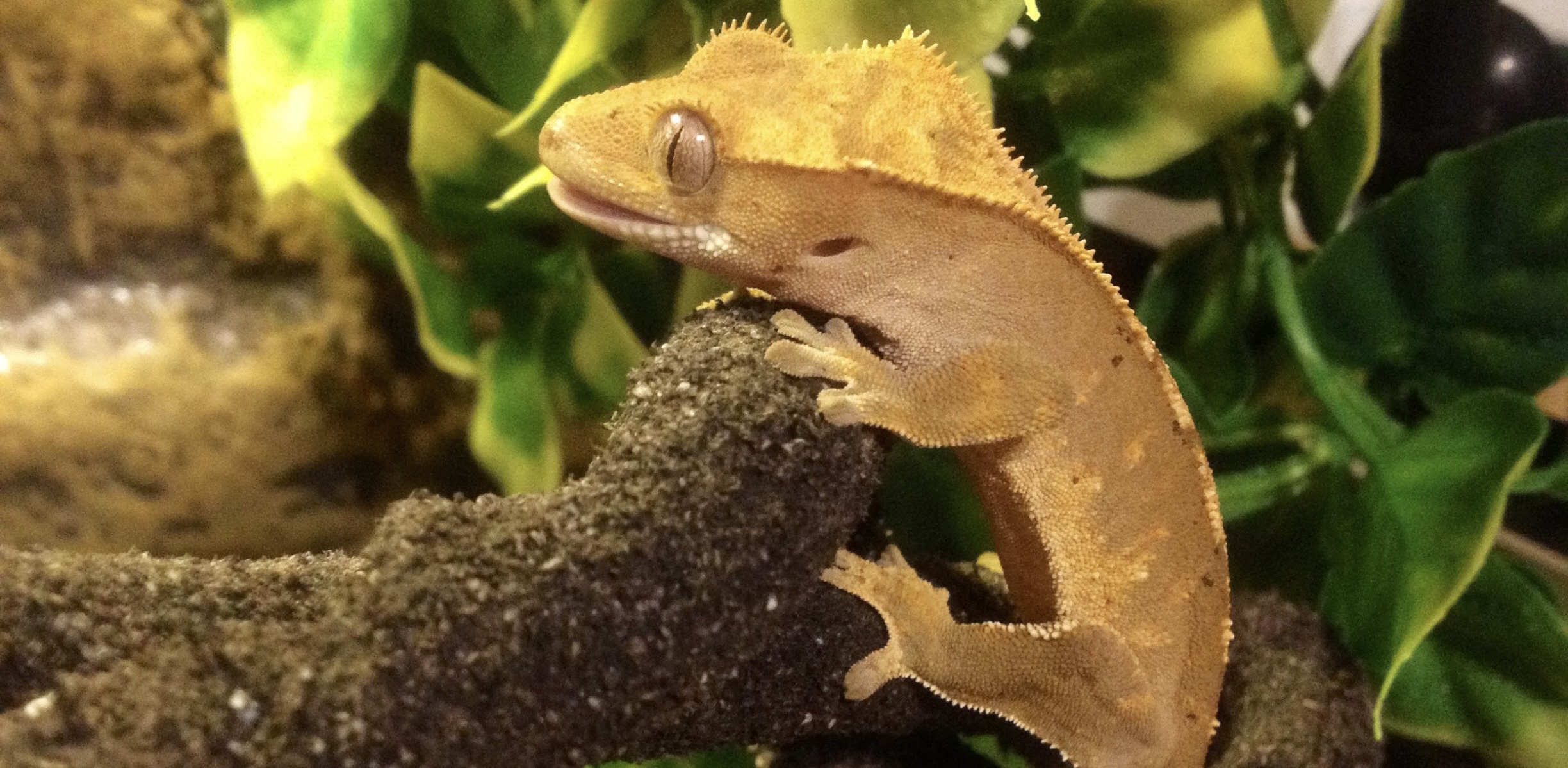 クレステッドゲッコー　オウカンミカドヤモリ　飼育