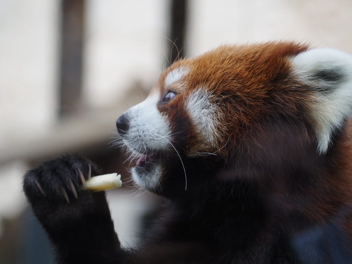 天王寺動物園のレッサーパンダが飼育員からリンゴを貰って食べているところ