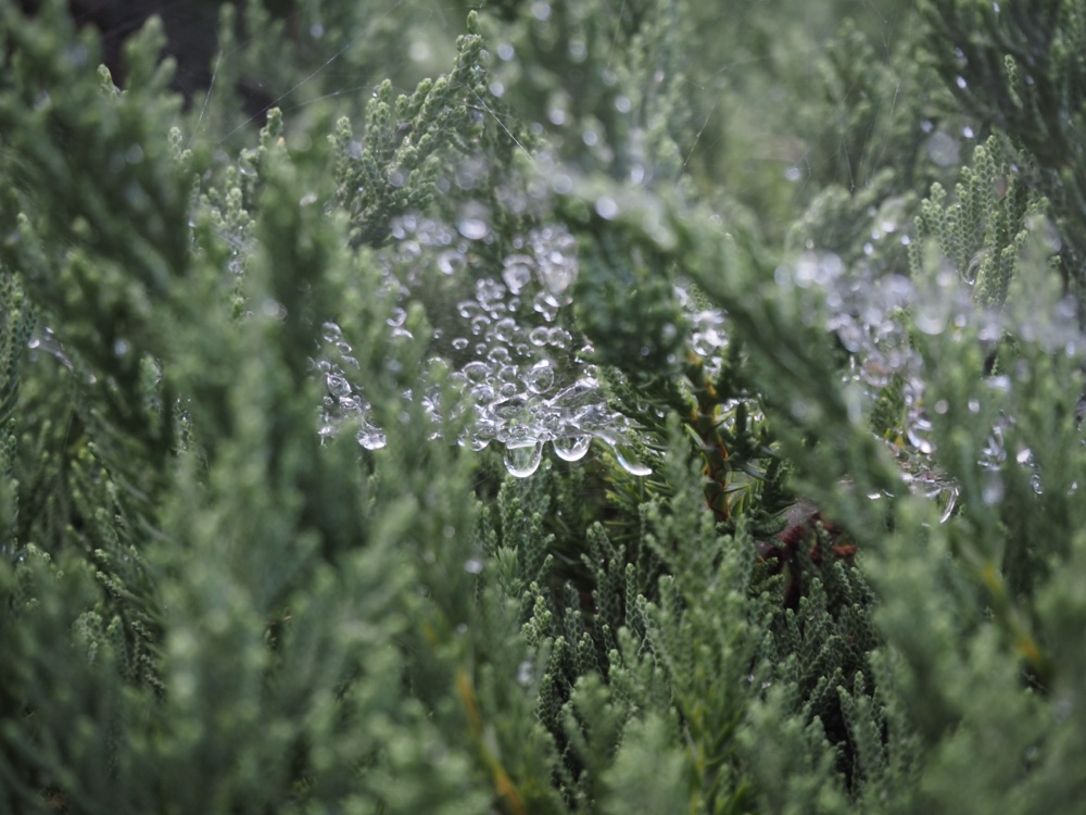くもの巣に雨粒が溜まっている
